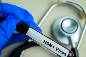 H5N1, una vecchia minaccia ora a portata di mano
