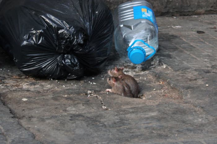 Hantavirus