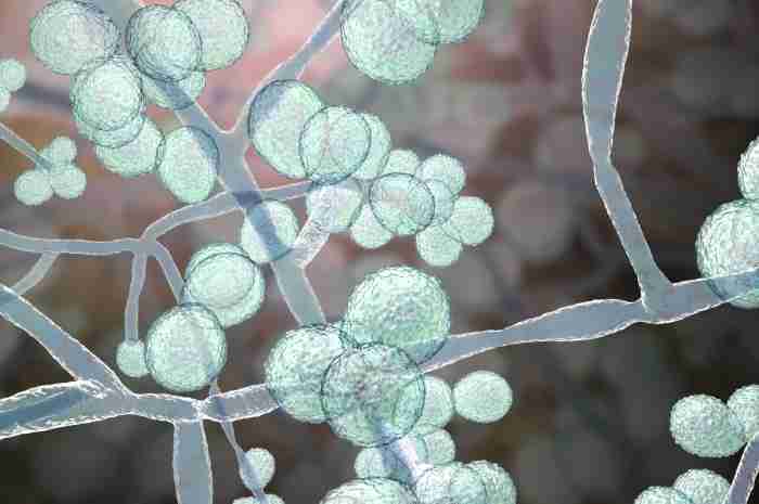 Candida auris: allarme ECDC, Italia tra i Paesi più colpiti