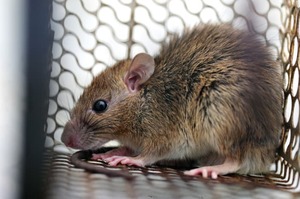 Hantavirus, Oms rafforza il monitoraggio: 42 giorni di sorveglianza