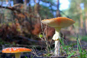 Intossicazione da funghi, come riconoscerla e cosa fare