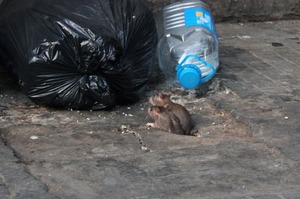 Hantavirus