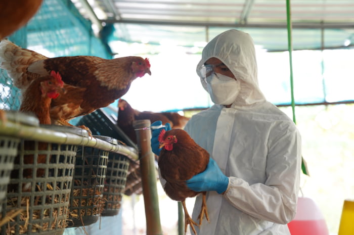 Possibile rischio elevato pandemia per influenza aviaria