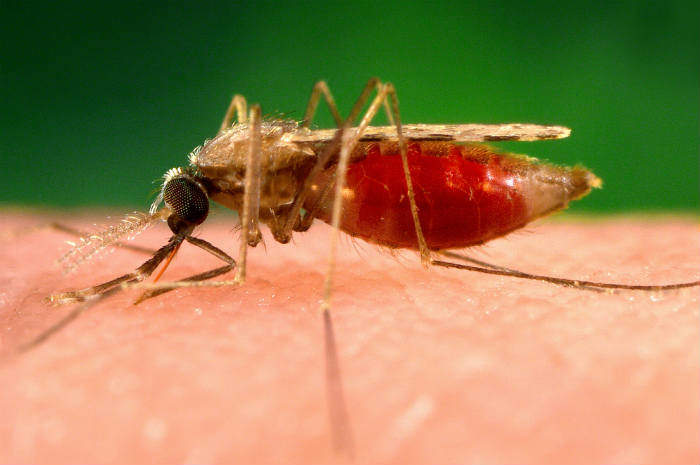 Malaria, bimba di 4 anni muore a Brescia