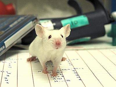 Ricerca: Locatelli, non ho dubbi tra curare tumore e sacrificare ratto