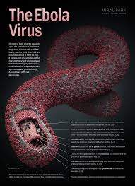 Virus Ebola: mai arrivato tanto a Nord