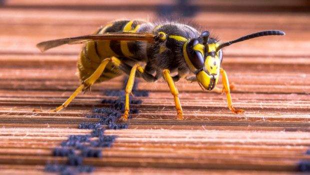 Firenze: attenti a vespe, api e calabroni