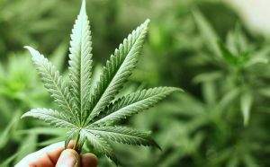 Foglia di Cannabis ad uso terapeutico