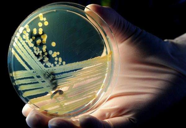 Batterio Killer: resistente a tutti gli antibiotici